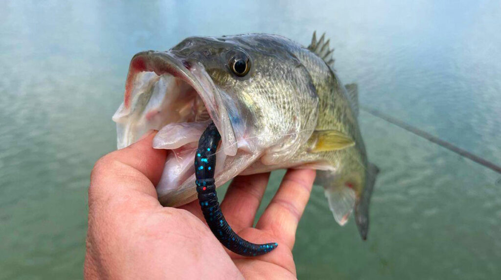 Bass Crazy Twist Tail Worm in action